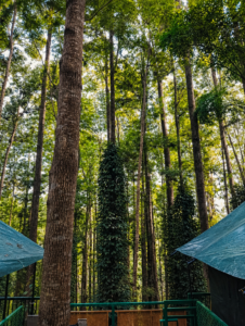 glamping site